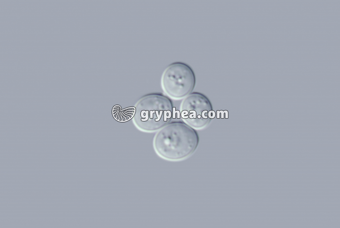 Levures en phase multiplicative - stade 4 cellules x400 - gryphea.org